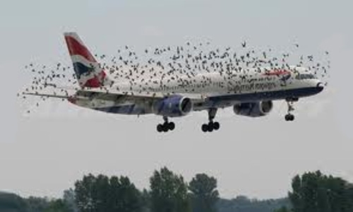 Bird Strike, Certification Requirement