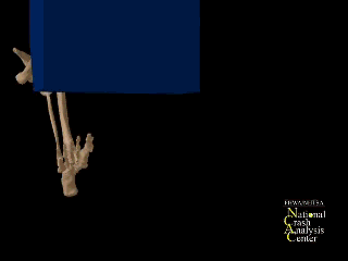 Cadaver Testing and Digital Human Modeling