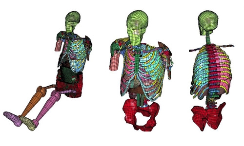 Cadaver Testing and Digital Human Modeling